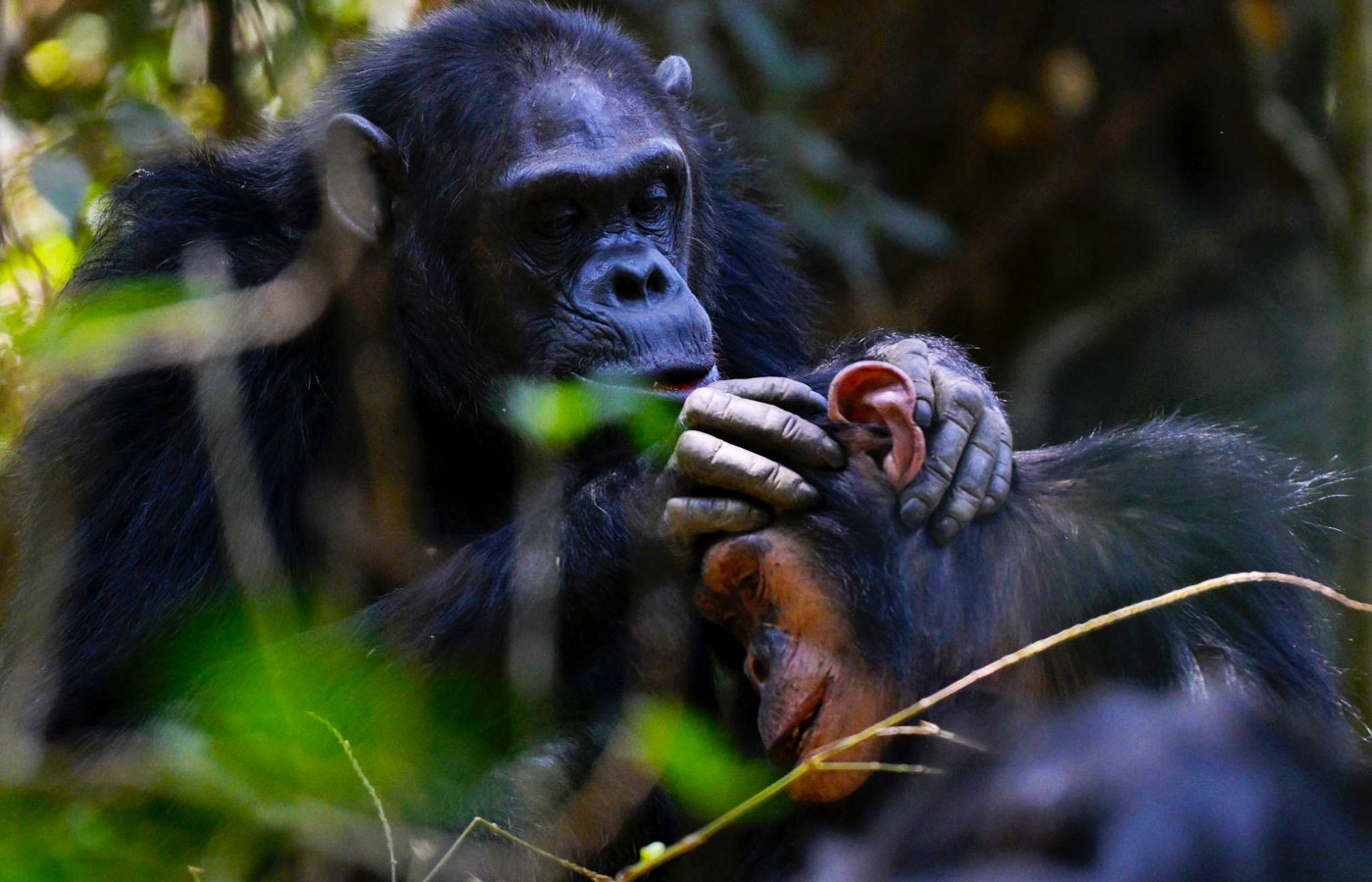3-days-rwanda-chimpanzee-trekking-safari