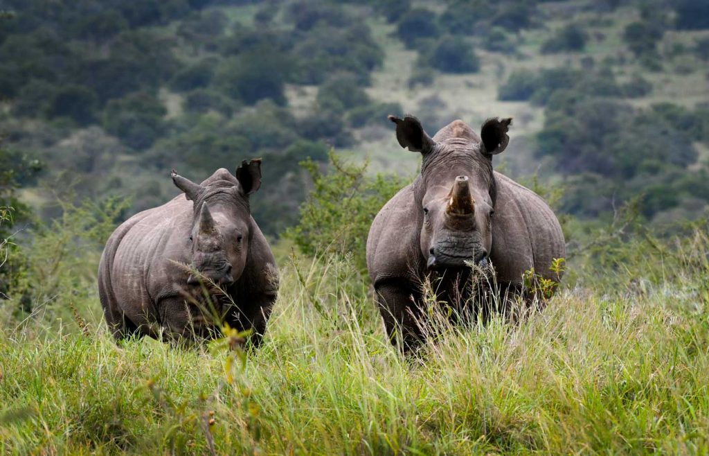 3 Days Safari to Akagera National Park