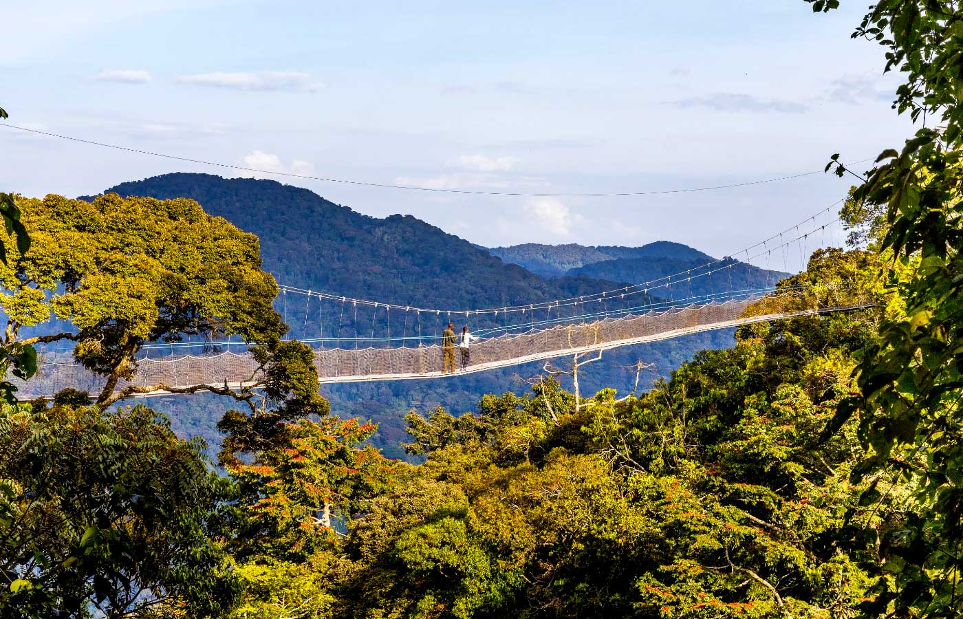 Chimpanzee Tracking in Rwanda