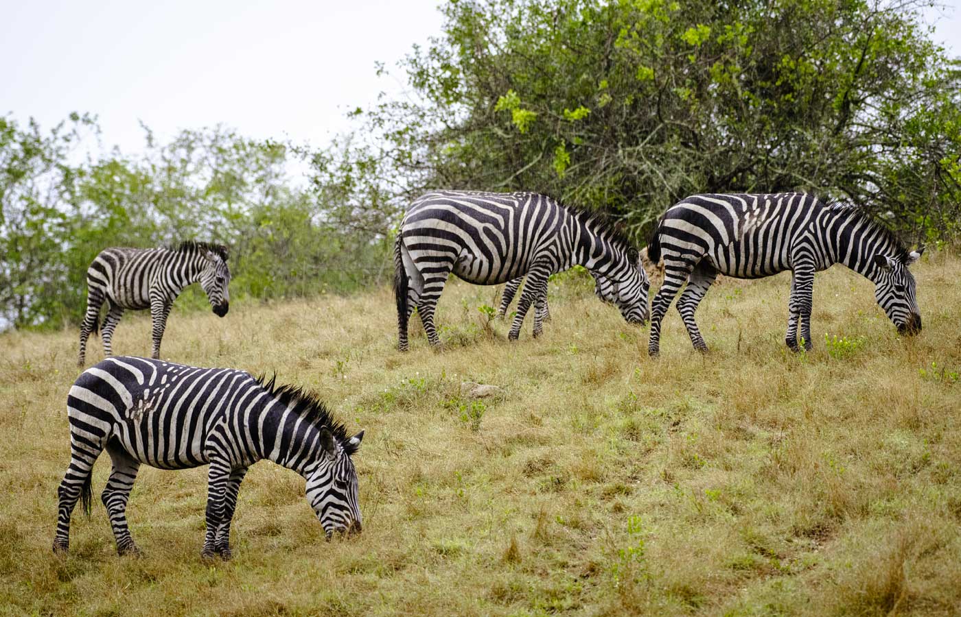 3-days-trip-to-lake-mburo-national-park
