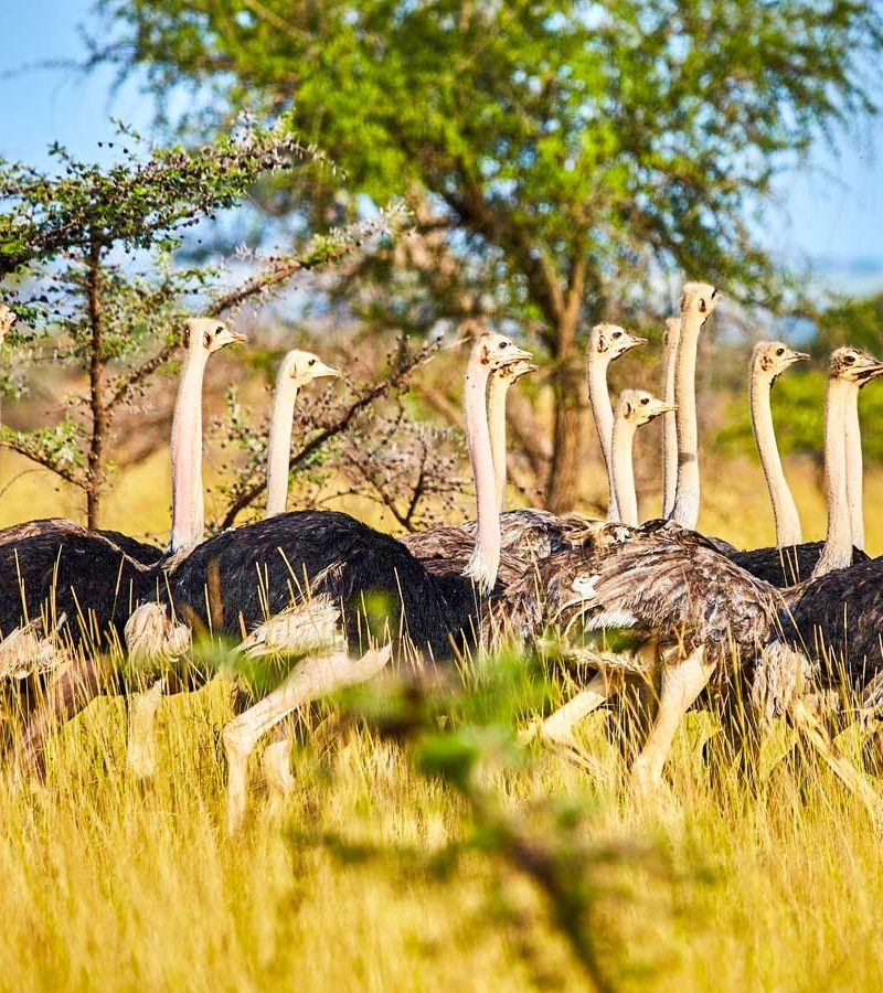 Discover Uganda The Pearl of Africa