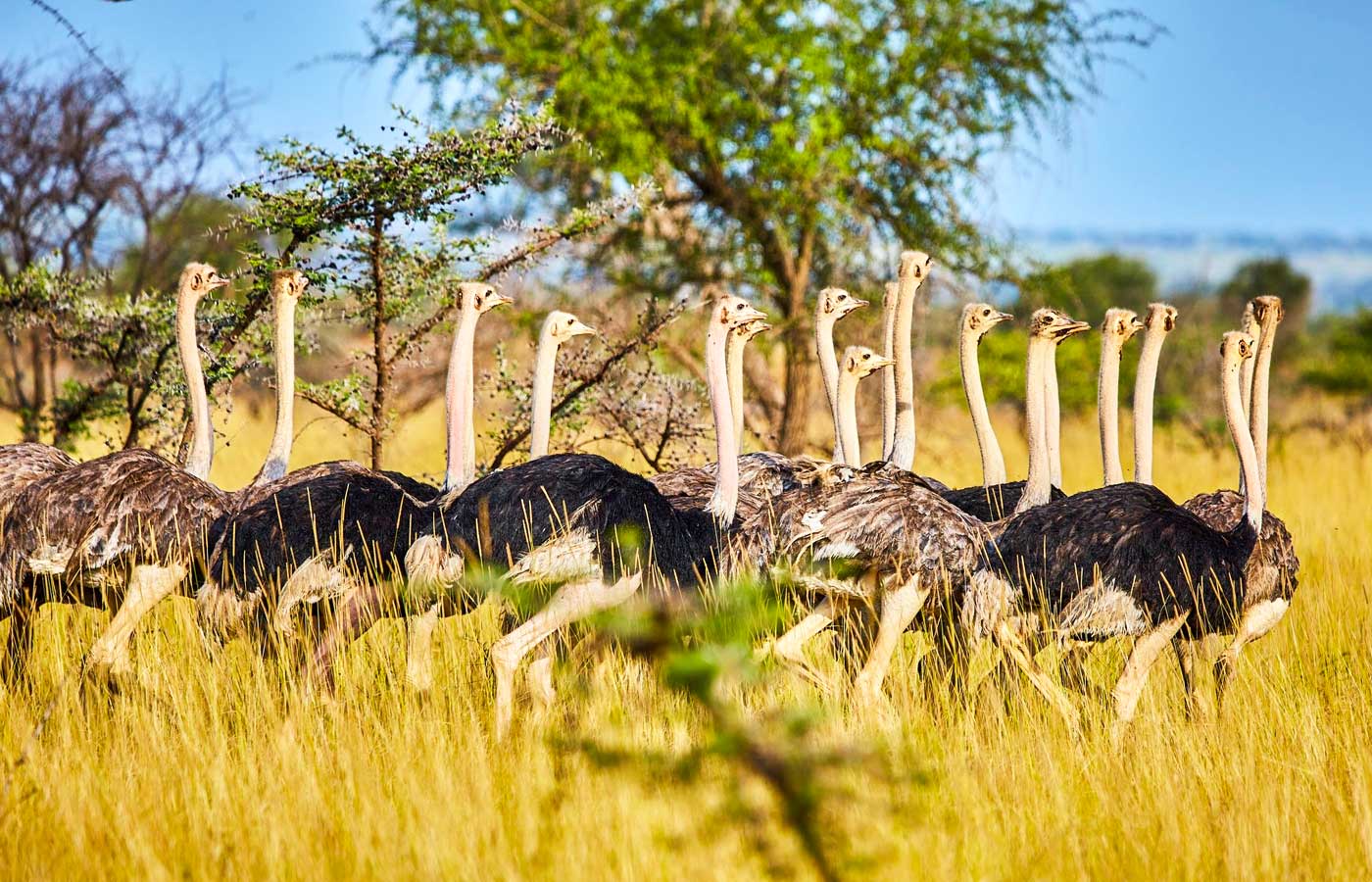 Discover Uganda The Pearl of Africa