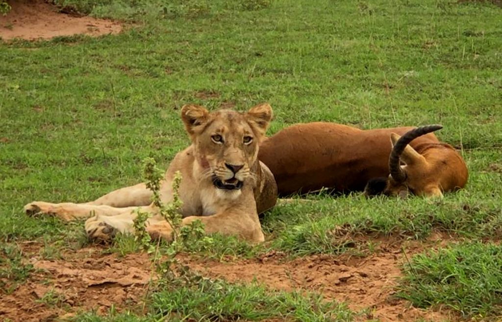 4-days-wildlife-safari-in-queen-elizabeth-national-park