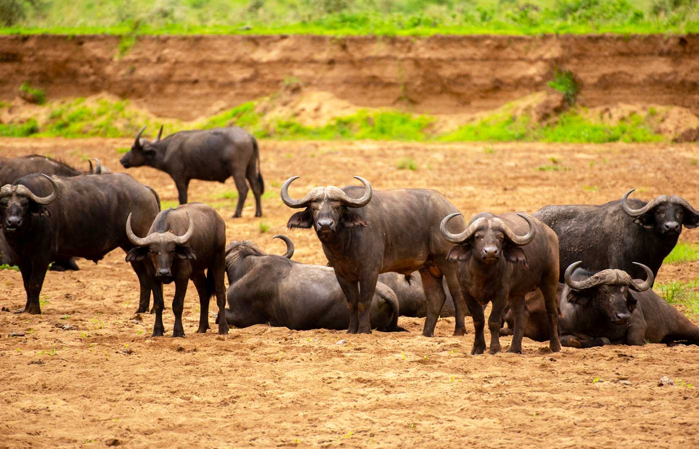 6-days-kidepo-valley-and-murchison-falls-national-park