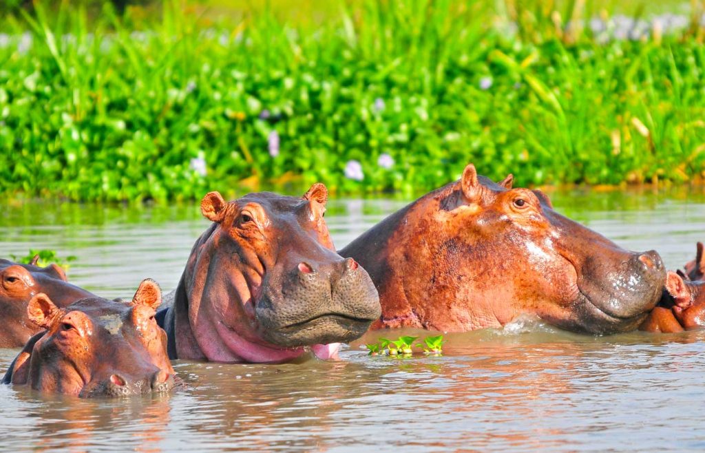 Murchison Falls National Park