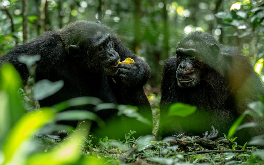 3 Days Rwanda Chimpanzee Tracking Safari