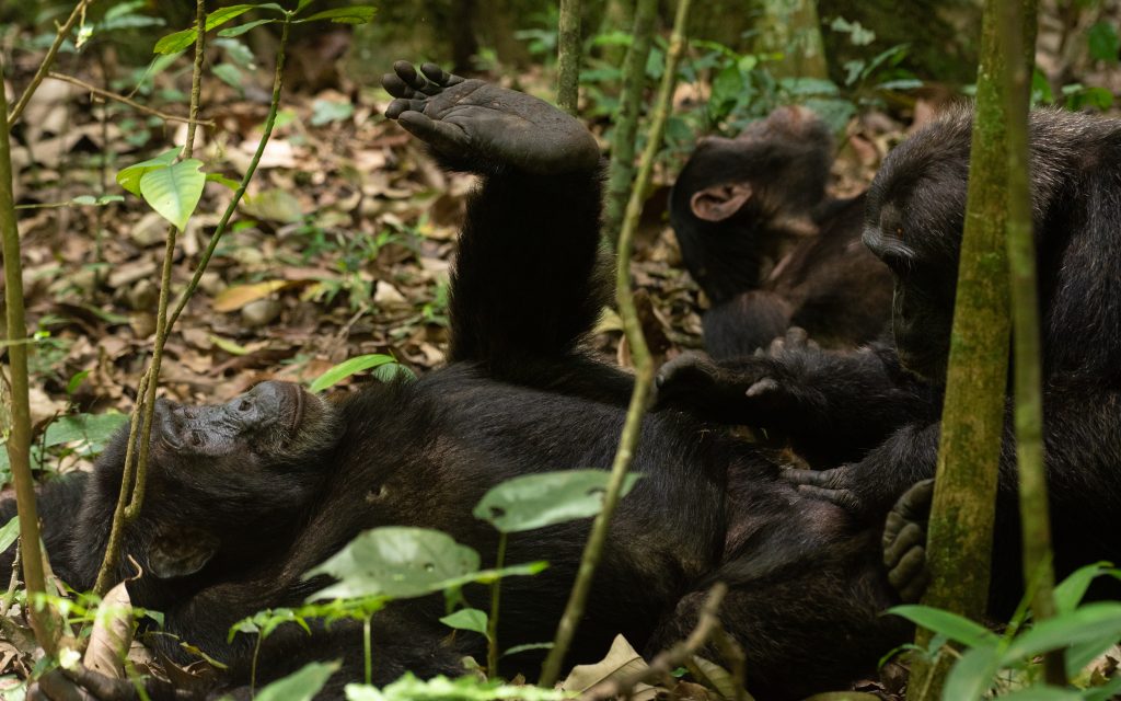 5 Days Gorillas and Chimpanzee tracking safari