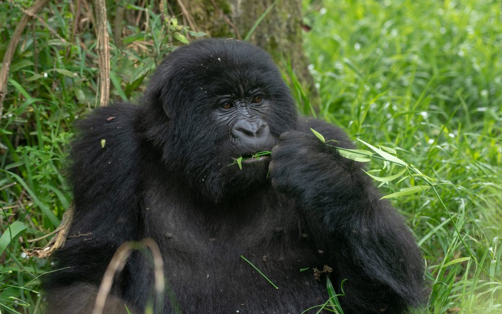 5 Days Gorillas and Chimpanzee tracking safari