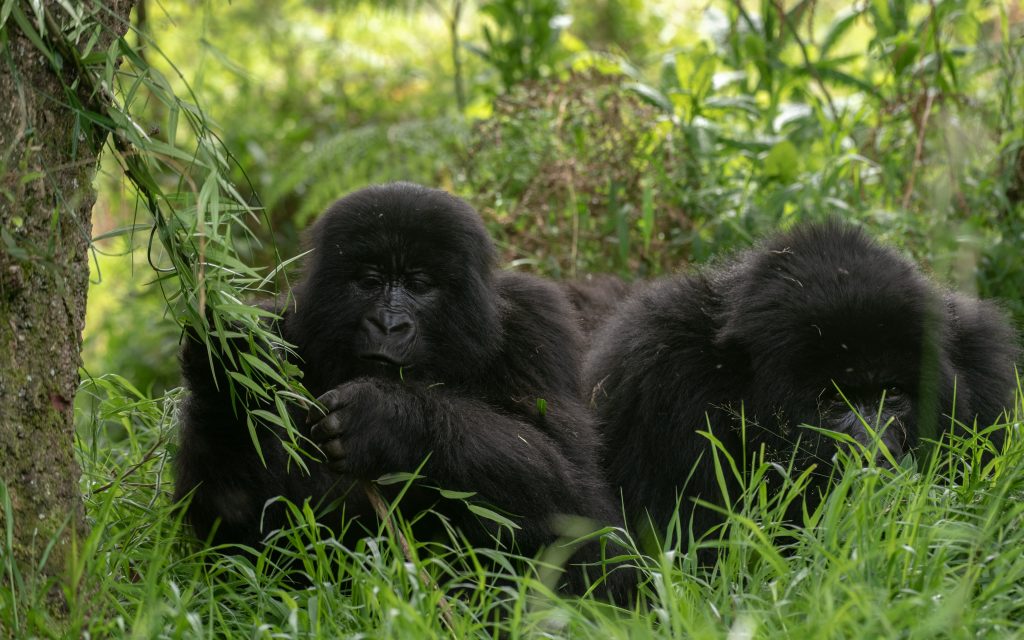 5 Days Gorillas and Chimpanzee tracking safari