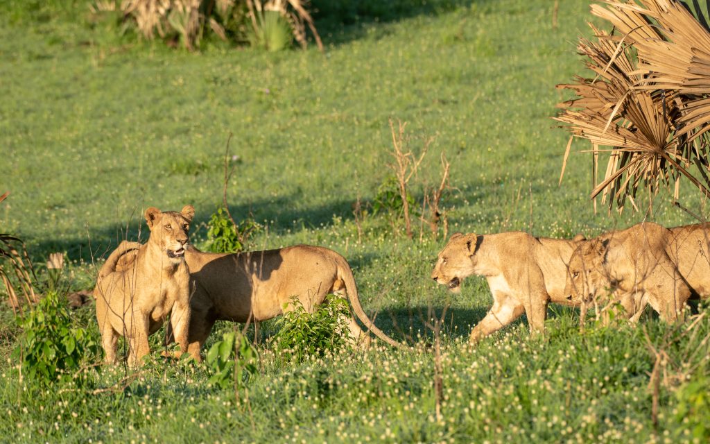 Murchison Falls National Park