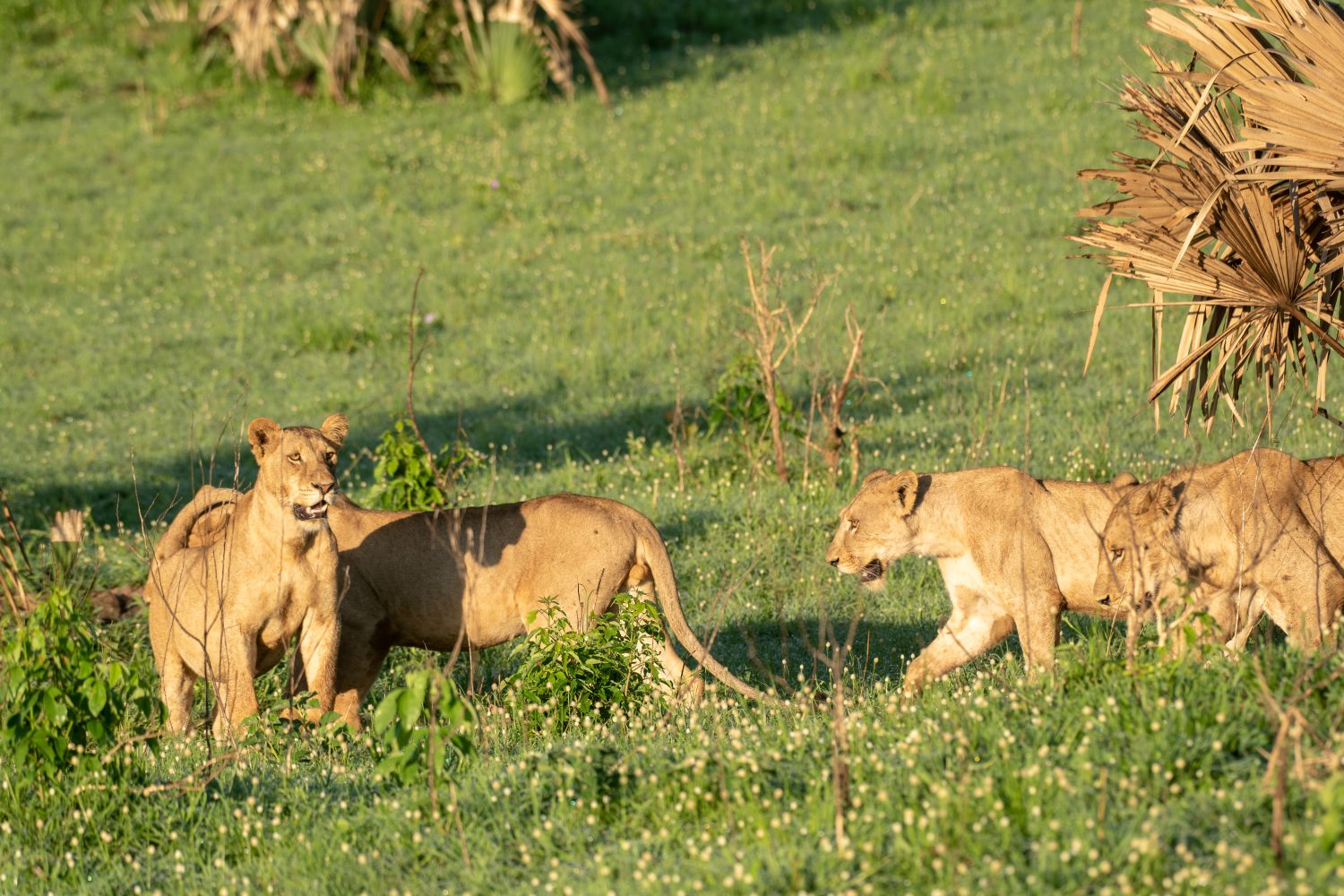 Murchison Falls National Park