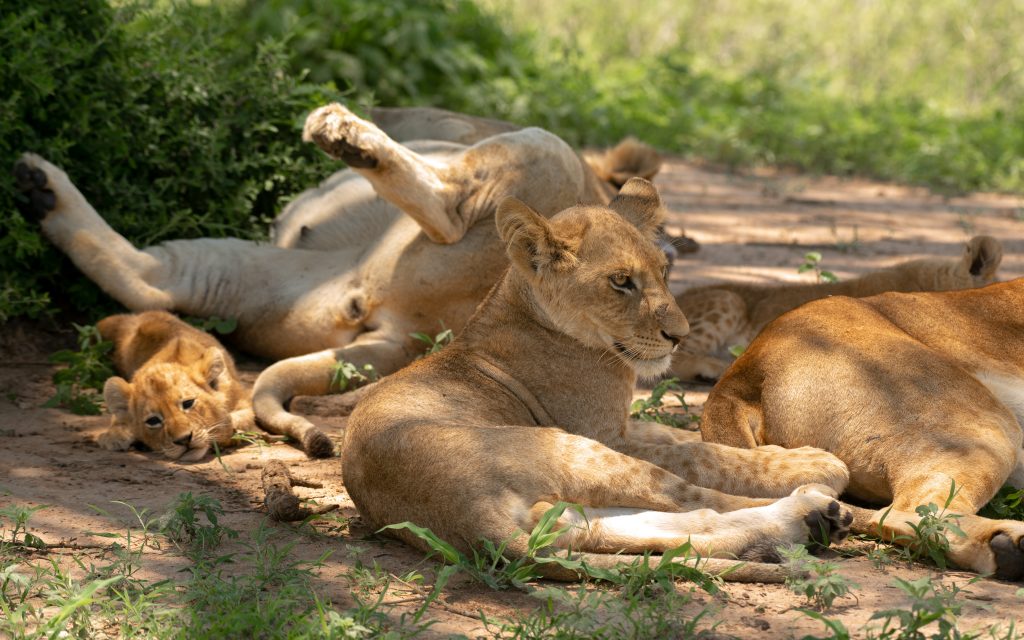 6 Days Uganda Wildlife Safari