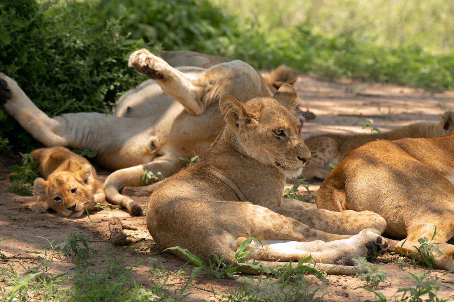 Discover Uganda The Pearl of Africa