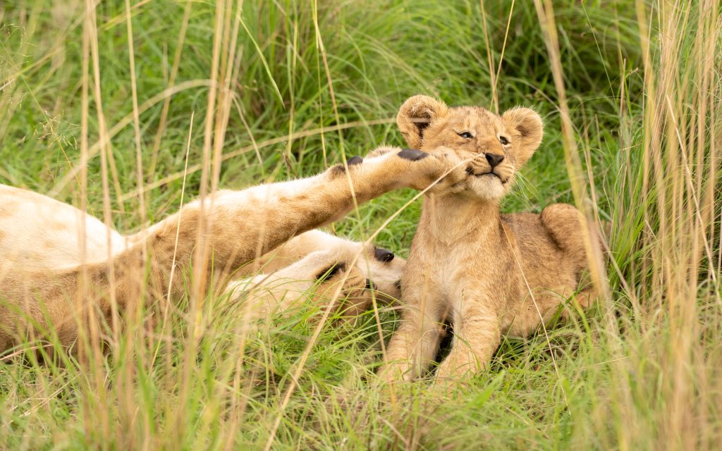 3 Days Safari to Akagera National Park