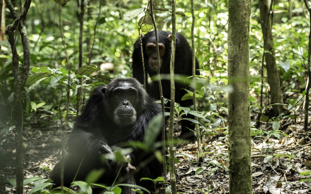 5 Days Gorillas and Chimpanzee tracking safari