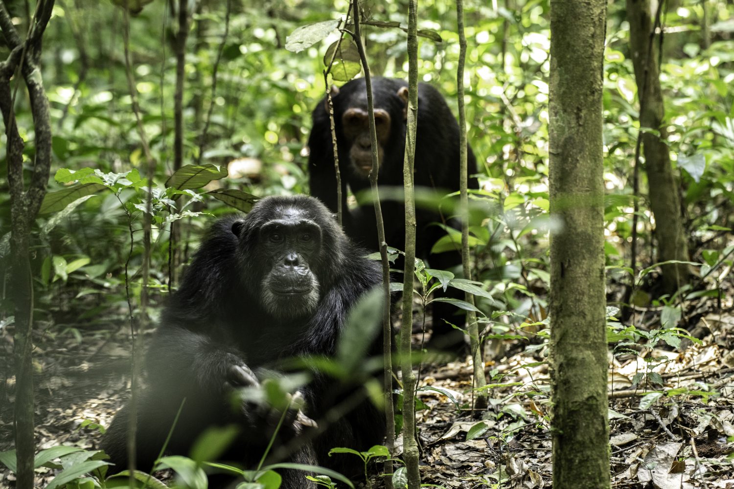 Chimpanzee Tracking in Rwanda