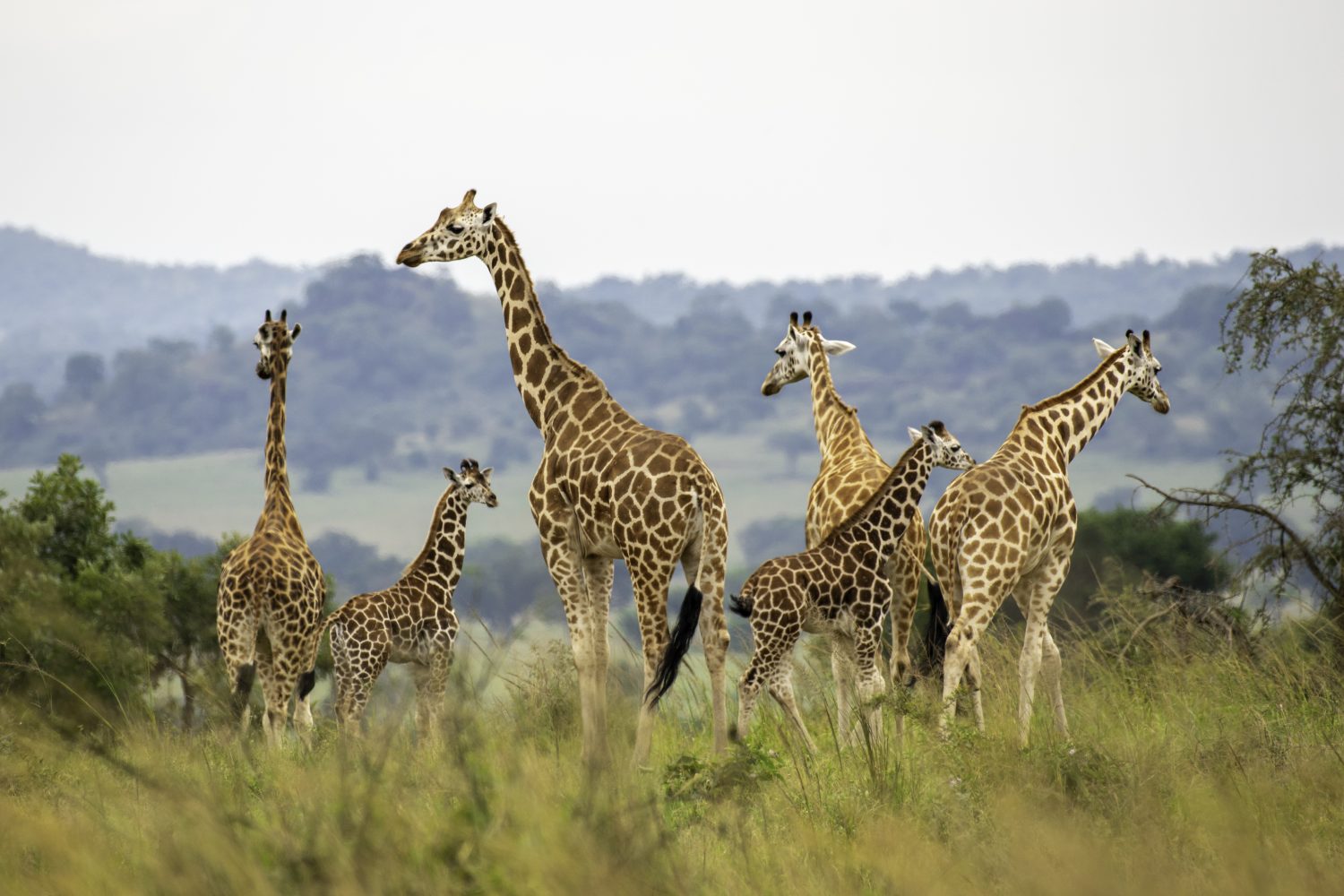 8 Days Uganda Safari with Primates and Wildlife