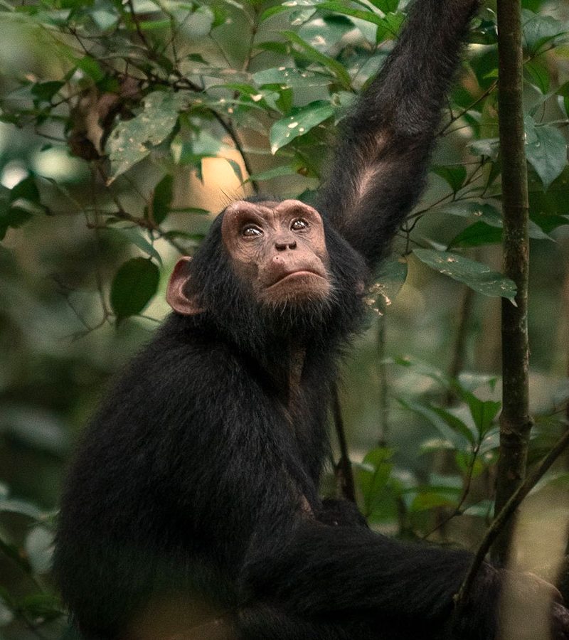 chimpanzee-tracking