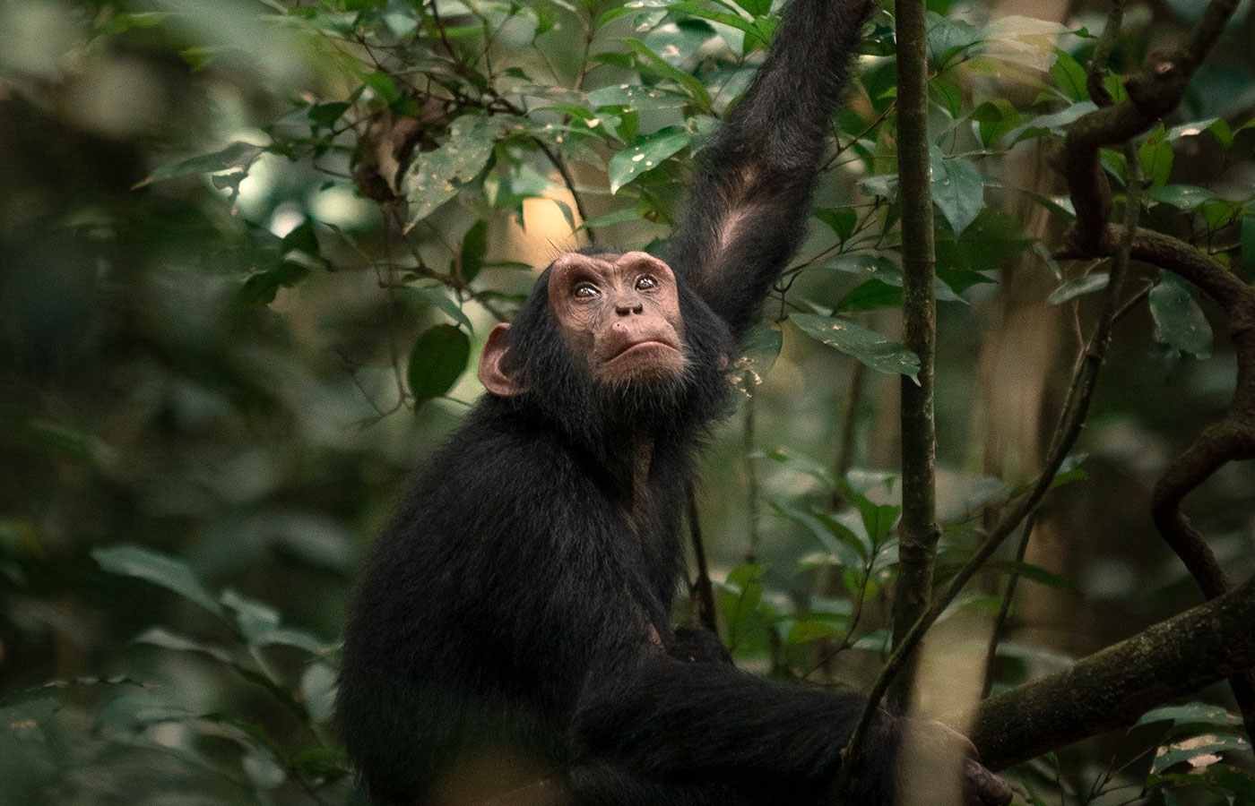 chimpanzee-tracking