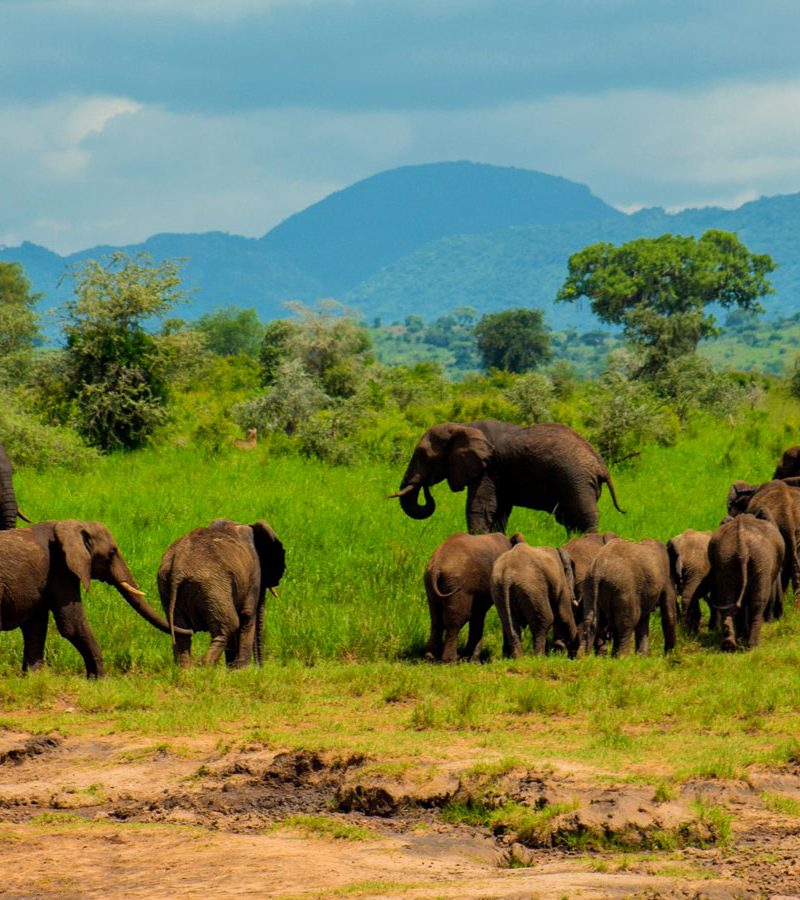 game-watching-experience