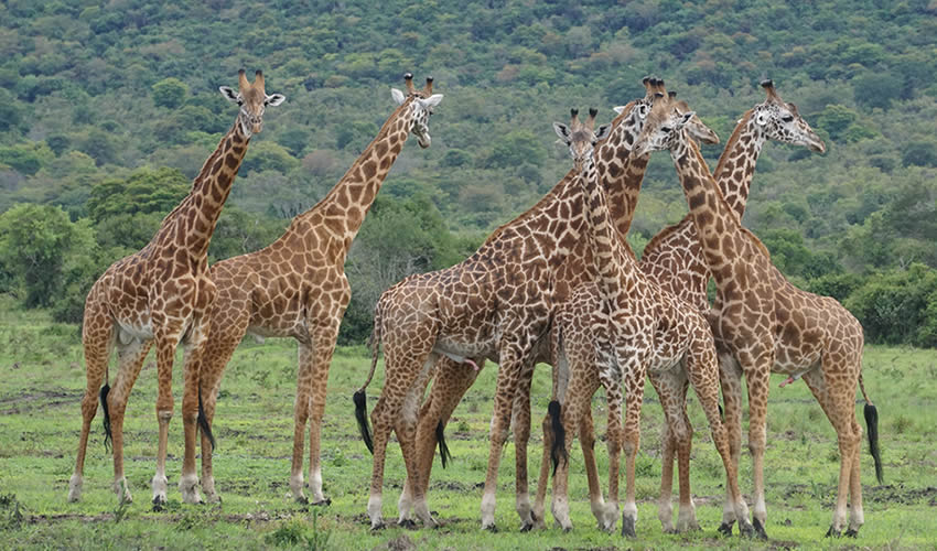 3 Days Safari to Akagera National Park