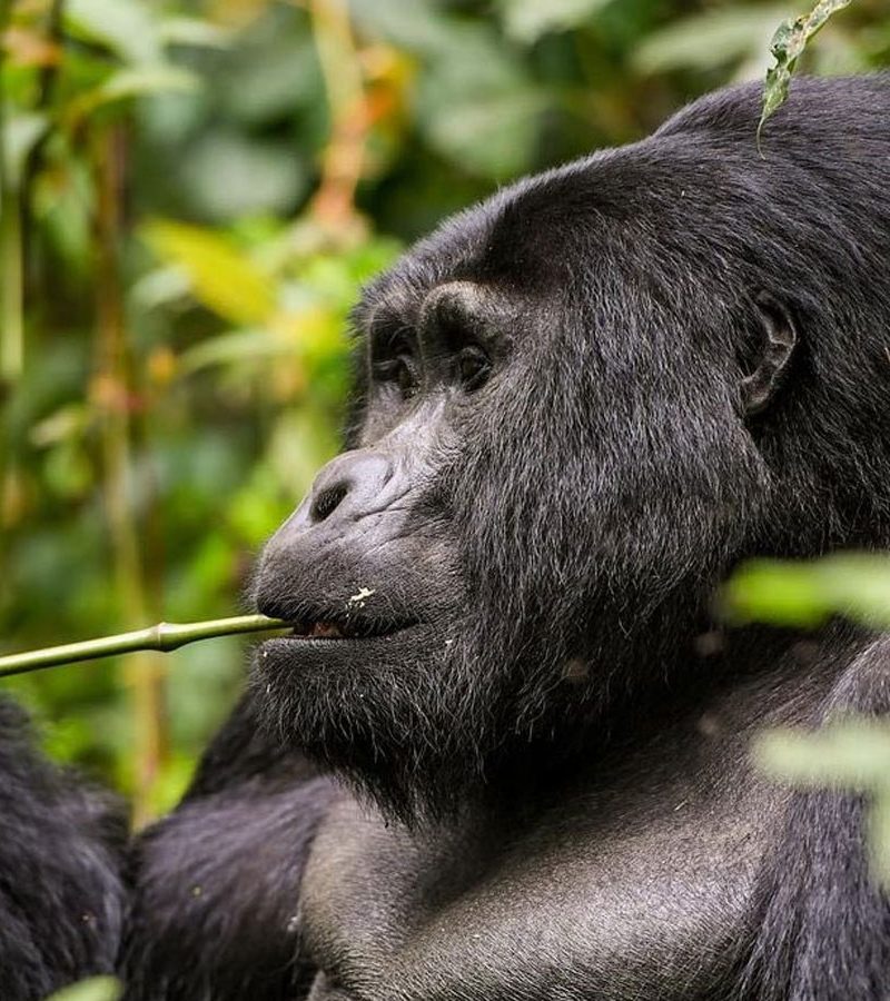 gorilla-trekking-uganda