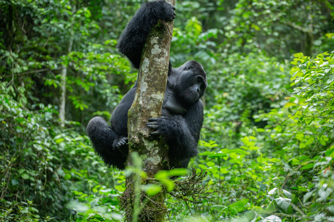 Discover Uganda The Pearl of Africa