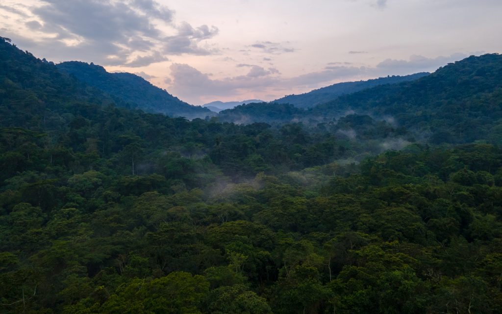 Bwindi Impenetrable National Park