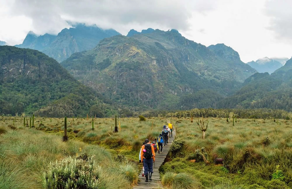 Mountain Rwenzori National Park