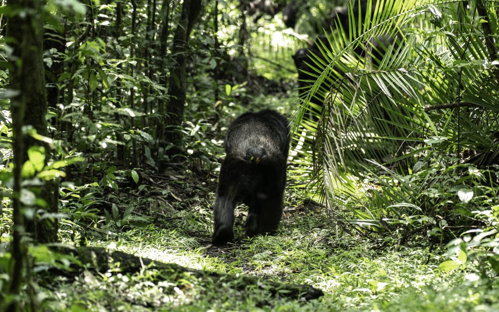 Kibale National Park