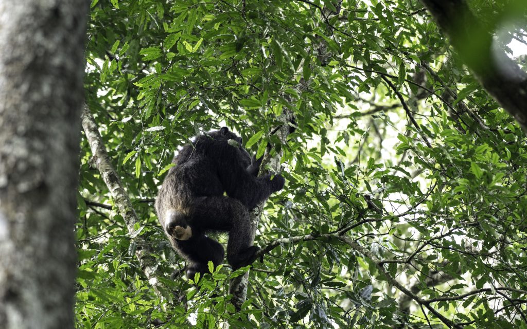 Kibale National Park