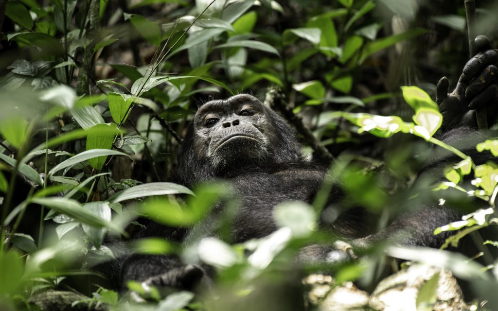 Chimpanzee Tracking In Uganda
