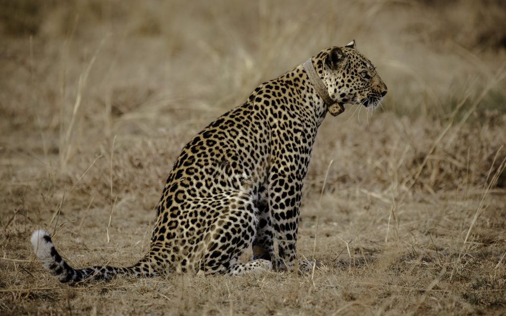 Queen Elizabeth National Park