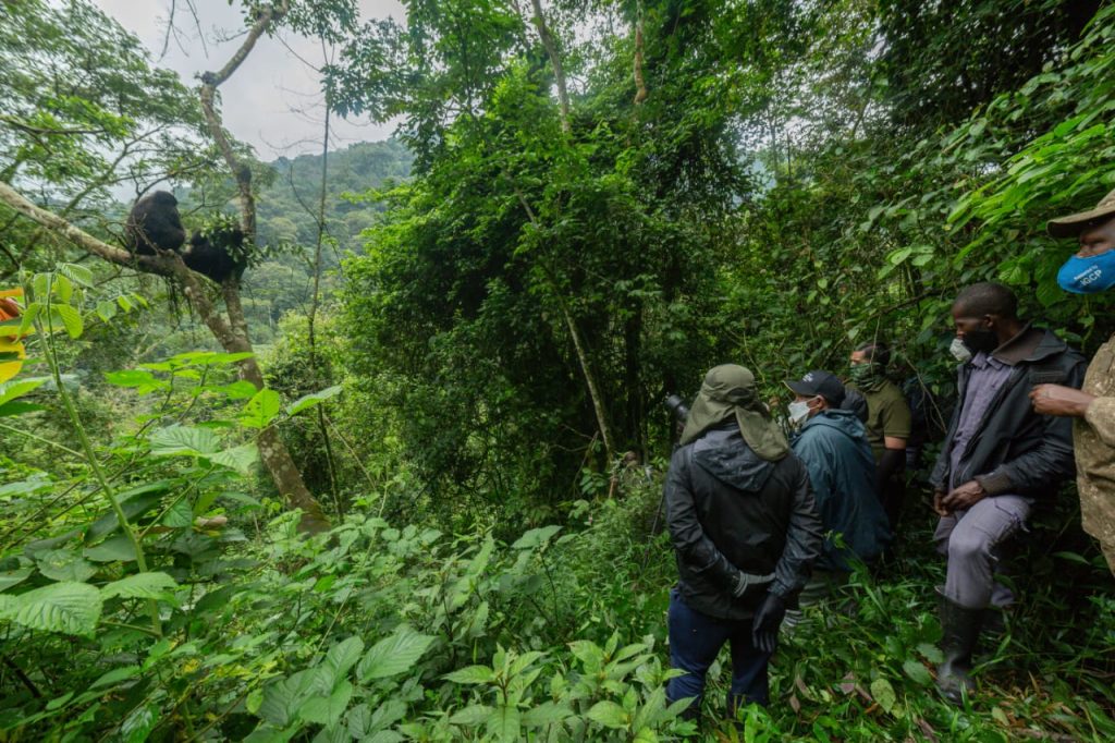 Gorilla Trekking in Uganda