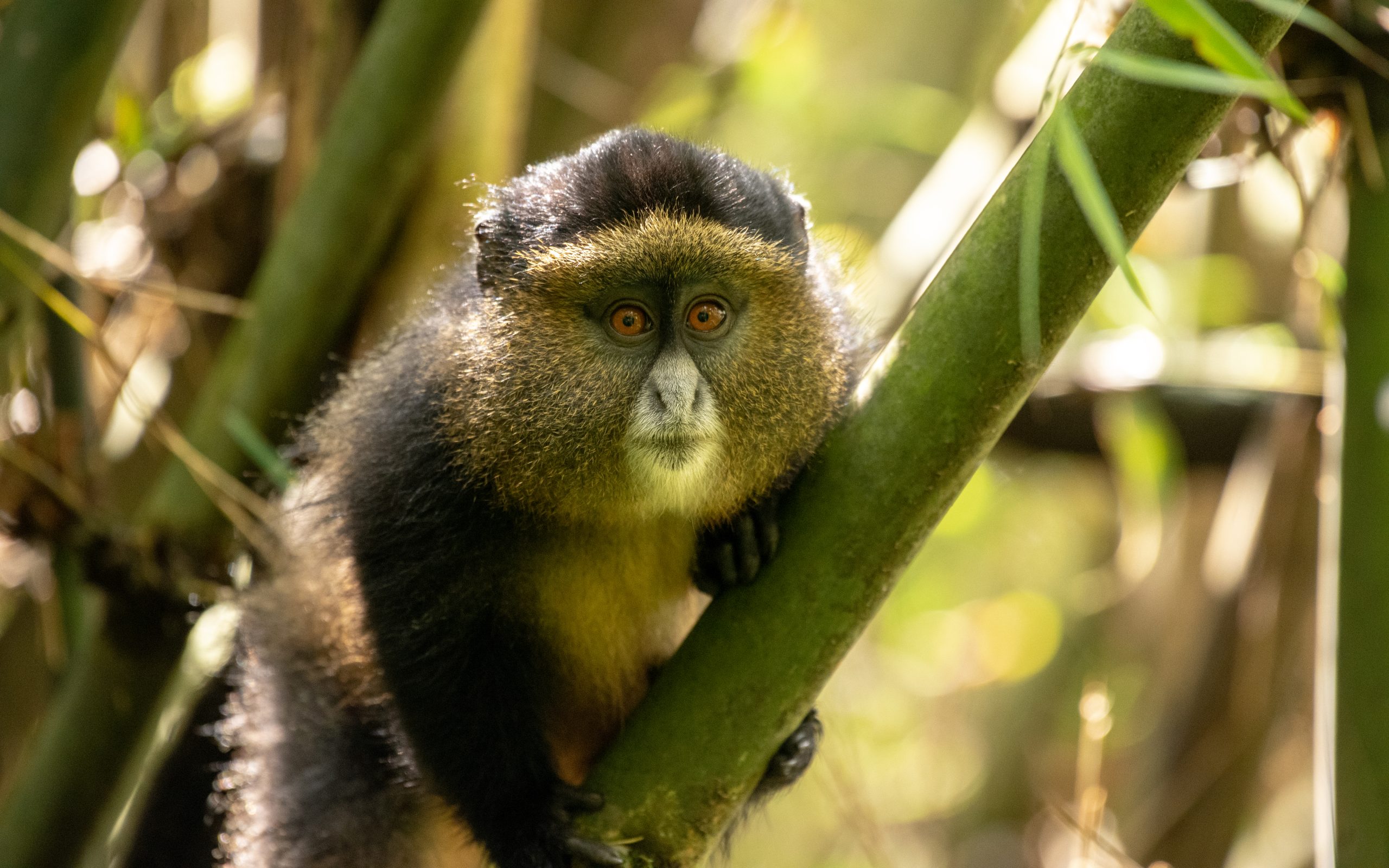 Golden Monkey Tracking