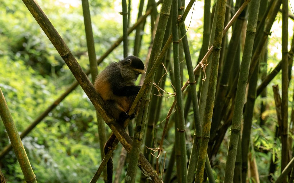 Golden Monkey Tracking