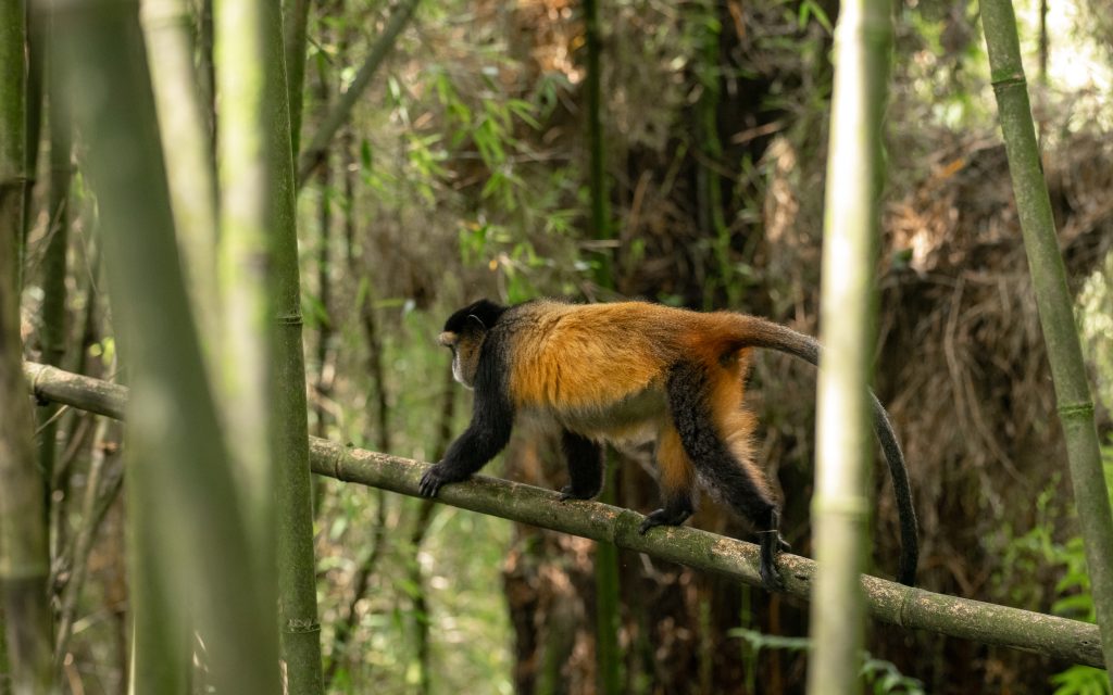 Golden Monkey Tracking